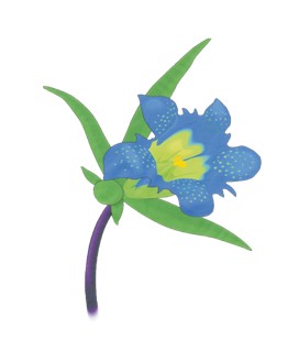 Schneider Gartenbau / Tiefbau GmbH