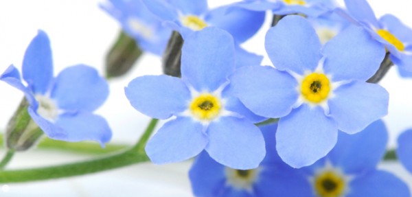 Blumen Vergissmeinnicht