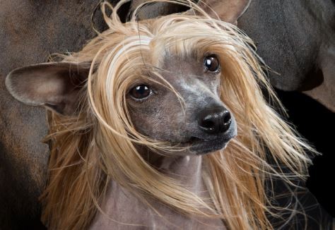 Salon/Praxis HOT DOG