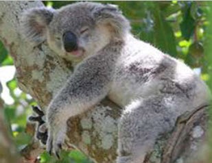 Au Koala Zen