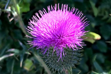 Ganzheitliche Gesundheitspraxis