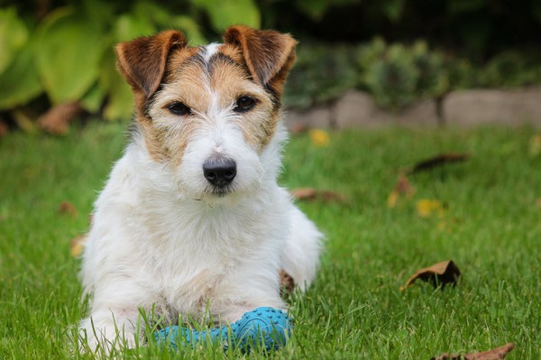 My crazy dog Pia Henninger