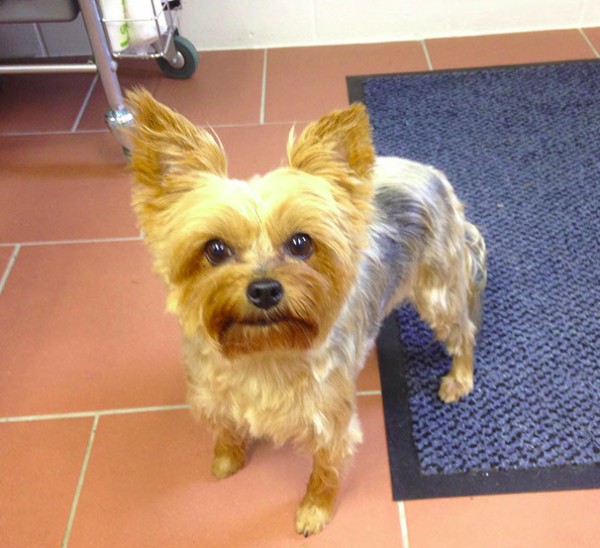 Hundesalon Schnüffelnase