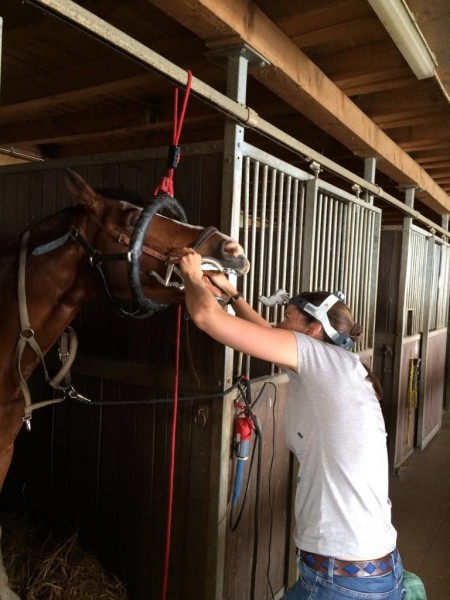Vetoequin Labouchère Marie