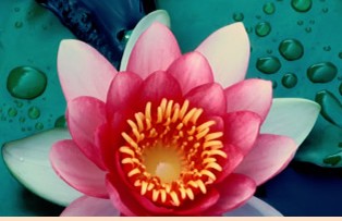 Naturheilpraxis Vita Vitalis