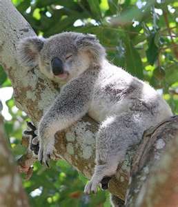 Au Koala Zen
