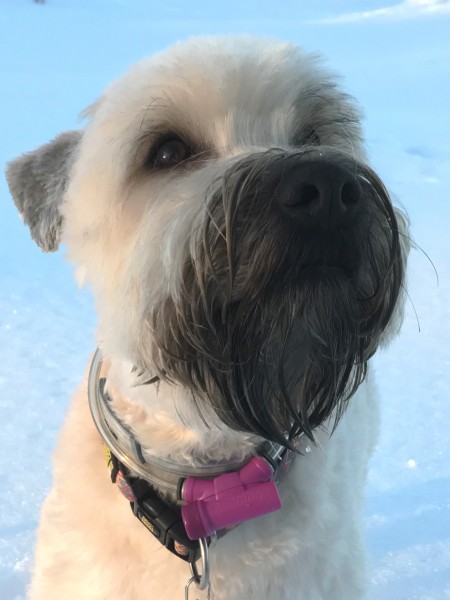 CABINET VETERINAIRE DE VILLEREUSE SA