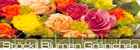 Werner Stöckli Blumenhaus & Gärtnerei