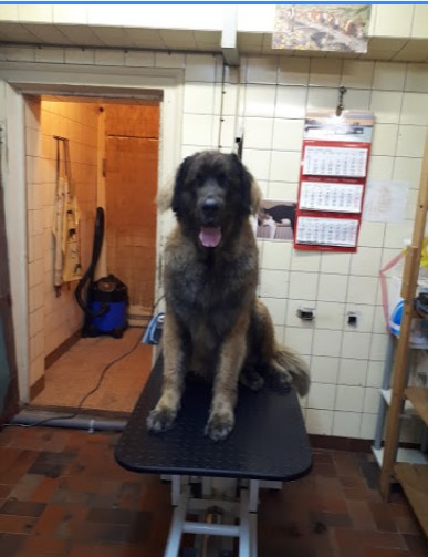 Salon toilettage Pattoune