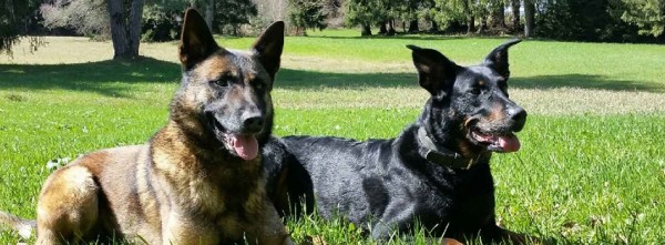 Pension Bonabé Chiens et Chats